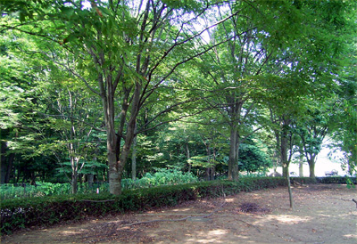 緑豊かな施設周辺　福祉の森広場